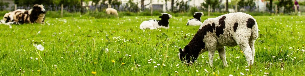 sheep grazing at airfield farm